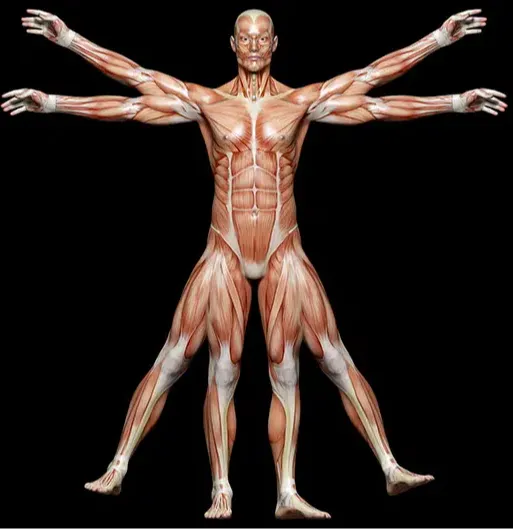 White Tiger Qigong Anatomy