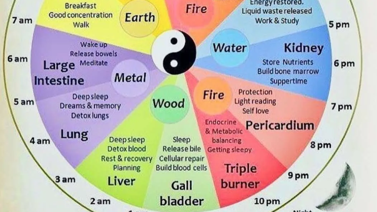Organ Qi Clock in Chinese Medicine and Qigong