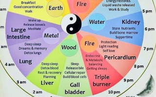 Organ Qi Clock in Chinese Medicine and Qigong