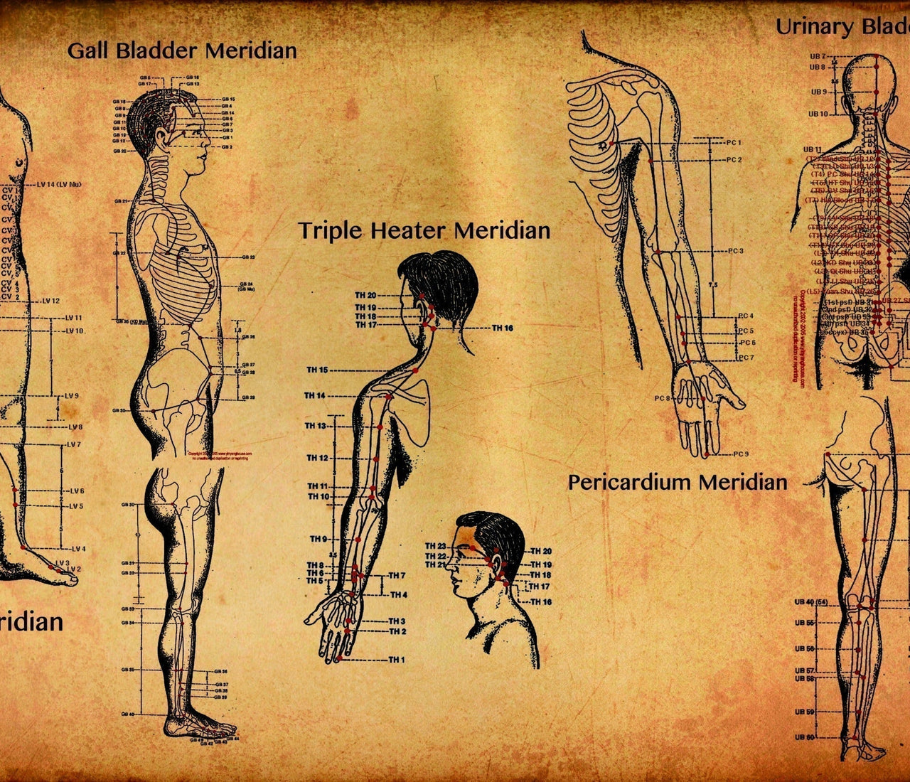 An image of Meridian pathways within the body