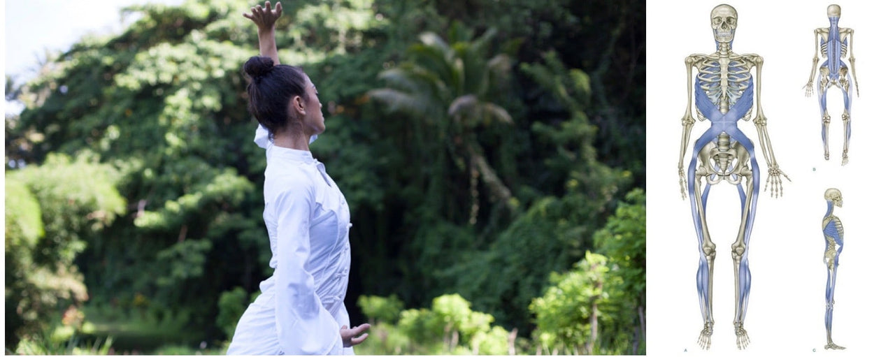 Modern Research on Muscle Fascia and its Connection with Qigong