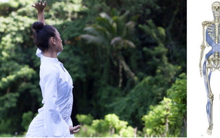 Modern Research on Muscle Fascia and its Connection with Qigong