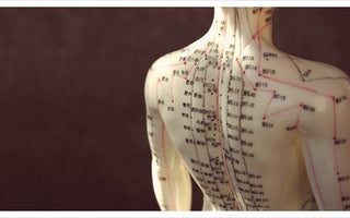 The Modern Research of Meridians and Muscle Fascia