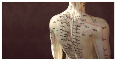 The Modern Research of Meridians and Muscle Fascia