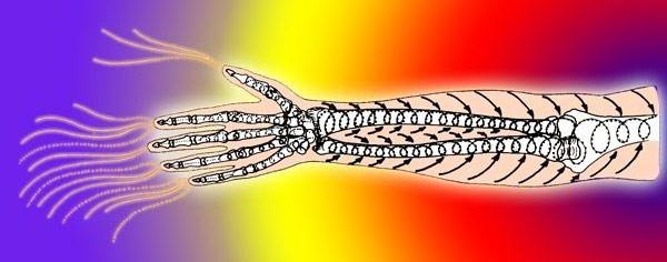 Bone Marrow Breathing Qigong