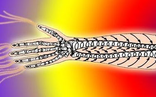 Bone Marrow Breathing Qigong