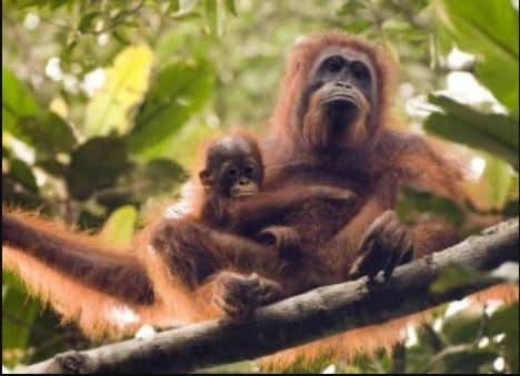 WTQ Helps Protect the Home of Wild Orangutans on Borneo with the BNF