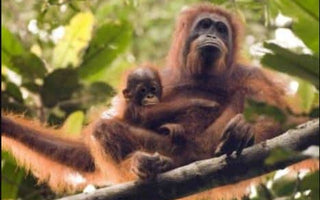 WTQ Helps Protect the Home of Wild Orangutans on Borneo with the BNF