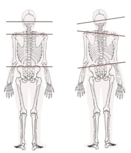 Modern Research on Muscle Fascia and its Connection with Qigong