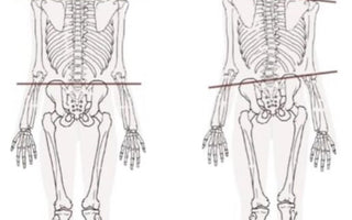 Modern Research on Muscle Fascia and its Connection with Qigong