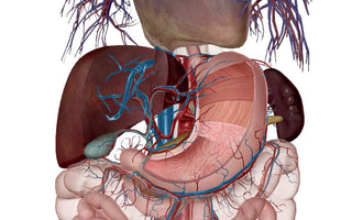 Physiology and Qigong