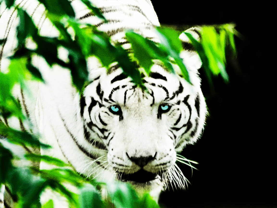 Year of the Tiger and Why White Tiger?