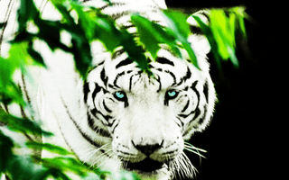 Year of the Tiger and Why White Tiger?