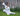 5 Element Qigong Mastery and Teacher Training Online Course - White Tiger Qigong